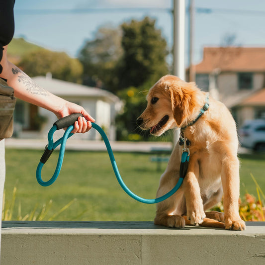 1 Hour Private Dog Training Session - In-Person